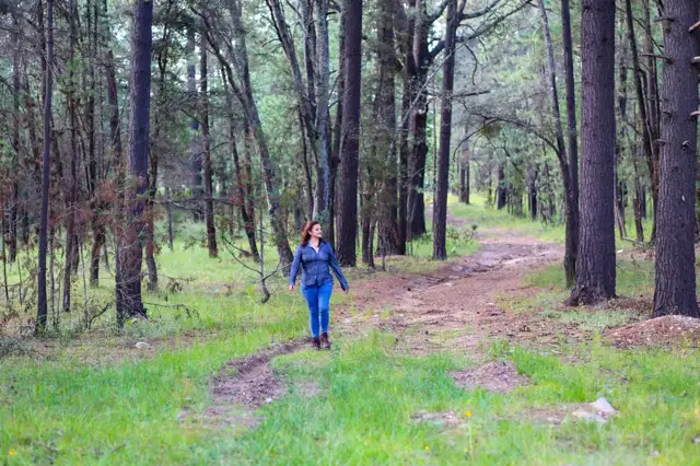 Sendero entre los pinos