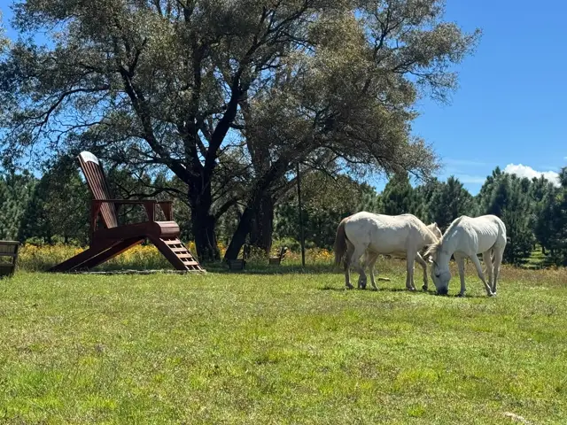Caballos en libertad