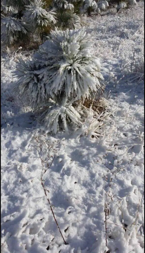 Nevada en la reserva