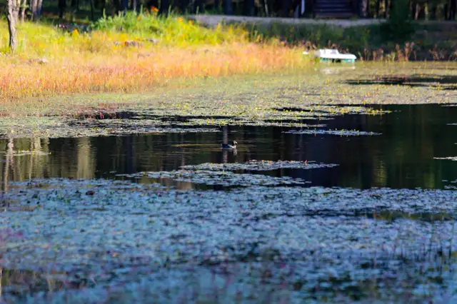 Un pato en el lago